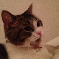 zirconia/ジルコニア (@gatto_rosa_) 's Twitter Profile