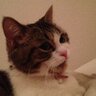 gatto_rosa_'s profile picture. 猫とか編物とか美味しいものとか。推しのつぶやき多め。郷ひろみ(ファン歴約50年)  佐野元春　🫶 🐱🧶🍷🐑🧦⛰🏐🏉🇬🇧🏴󠁧󠁢󠁳󠁣󠁴󠁿
