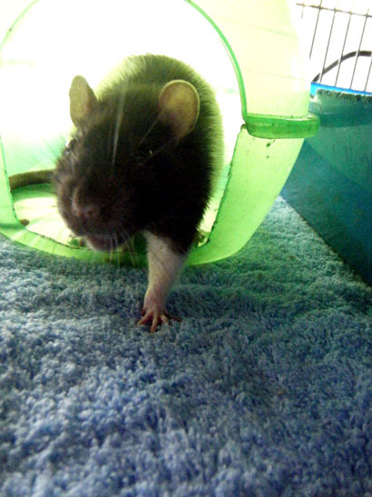 pidgensoap's profile picture. The rats of Pidge'n'Soap Rattery