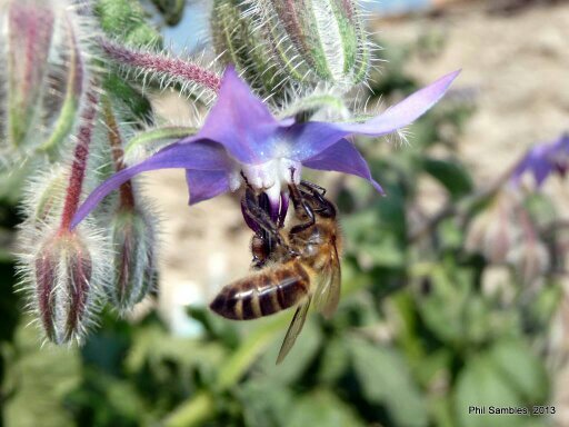 Crambla's profile picture. 