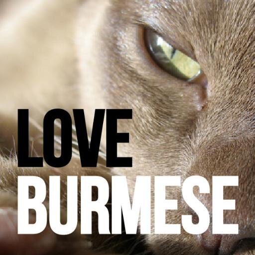 loveBurmese's profile picture. loveBurmese are here to help you find a burmese kitten, and give you news about burmese cats and cat shows.