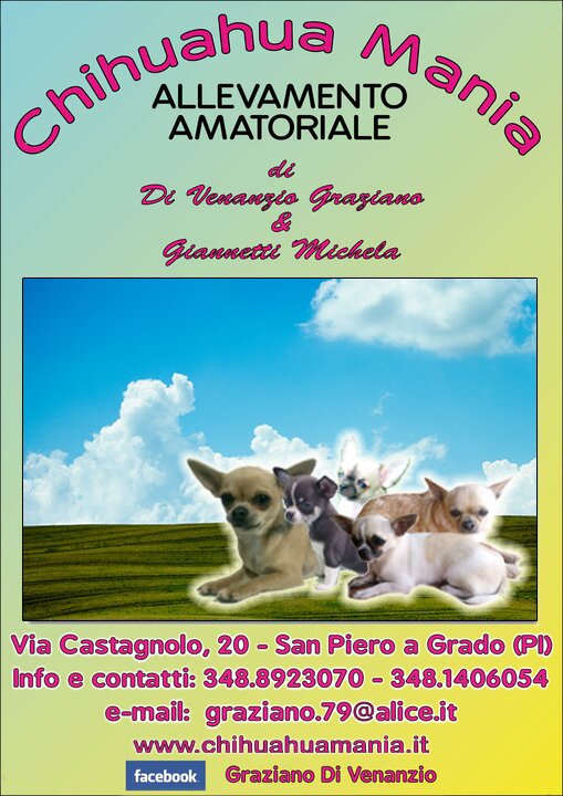 allevamento amatoriale di chihuahua sito in San Piero a Grado Pisa TEL. 348.8923070 contatto FACEBOOK : GRAZIANO DI VENANZIO