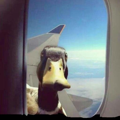 LeonUrselmann's profile picture. 