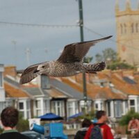 seagull (@dowsing) 's Twitter Profile