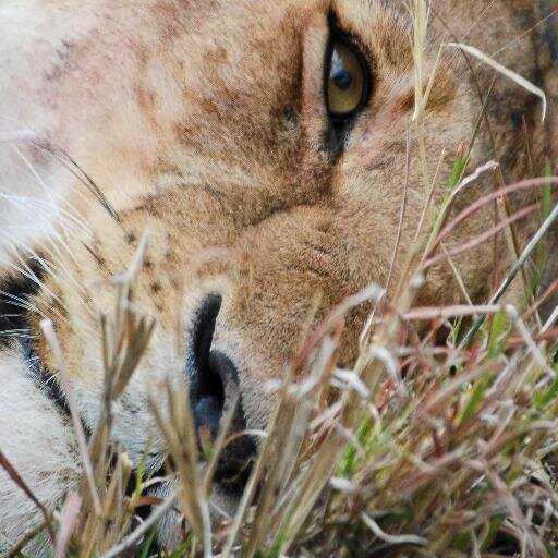 Africa Safari Specialists