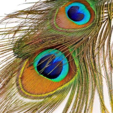 AbbateSelima's profile picture. Avid pop culture geek ...professional