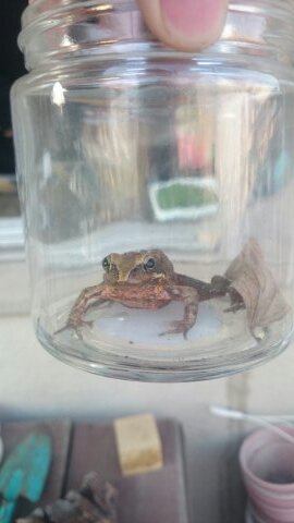 県立船橋高等学校生物部のTwitterアカウントです。毎日出会った生き物達を紹介していきたい。たちばな理科学会加入部。                        [更新する人](P)→２年生。専門は昆虫/(O)→２年生。専門は水生生物/(F)→３年生。部長。専門は魚類