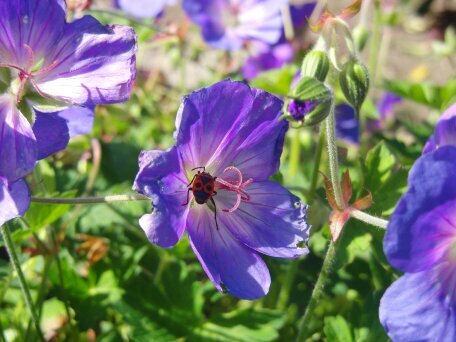 Lay_Dia's profile picture. 