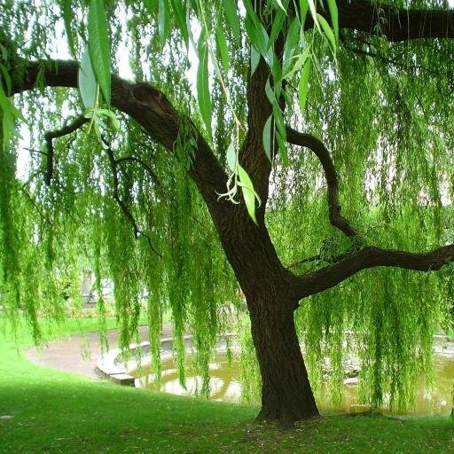 WillowJersey's profile picture. Willow Software is the on-line trading name of Graeme Moignard. I'm a professional freelance web consultant.