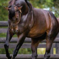 rafat (@abdoo0oo0oo) 's Twitter Profile