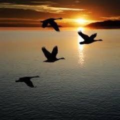 VFTeachings's profile picture. We offer an effective global platform for holistic teachers to introduce their area of expertise to empower participants of V Formation Teachings Workshops.