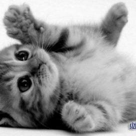 AlizadeKonul's profile picture. 