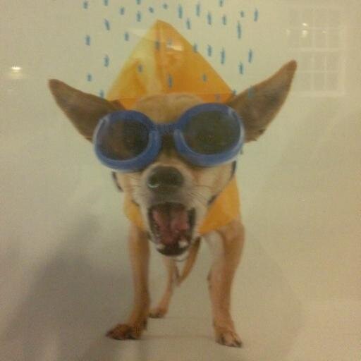 camilogrou's profile picture. 