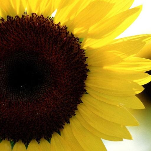 carepeace's profile picture. Got my hand in my pocket and the other one is giving a peace sign.