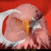 yunus emre (@yunusem70297430) Twitter profile photo