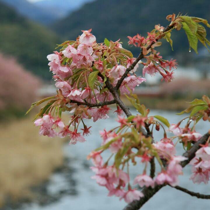 yasushi00j's profile picture. 旅行好きだがしばらく日本から出てない。工学系人間、ガジェット好き、へっぽこマイラー、なんちゃってプログラマー、最近はウイスキー派、屋根無し車好き、もとドゥカティスト。リアルの状況によりツイートには波があります。