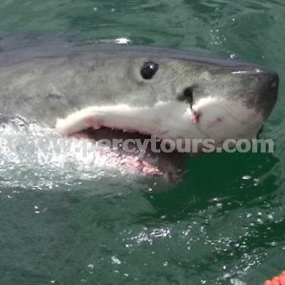 Percy Tours organise all sorts of fun Activities and Tours of Hermanus & Cape Town - Whale watching, Wine Tours, Great White Shark cage diving, Safaris...