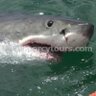 Percy_Tours's profile picture. Percy Tours organise all sorts of fun Activities and Tours of Hermanus & Cape Town - Whale watching, Wine Tours, Great White Shark cage diving, Safaris...