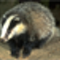 badgerpendous (@badgerpendous) 's Twitter Profile