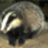 badgerpendous's profile image