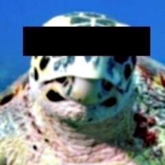 EmSeaTurtle's profile picture. In Vino Veritas.
