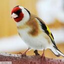 raouf (@0555126961) Twitter