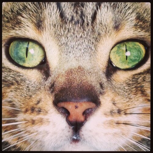 KittyMischief's profile picture. Yes, I'm a cat. You'll get over it.
