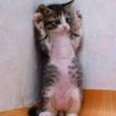 笑える 可愛い 猫画像 Nekonekoda Twitter