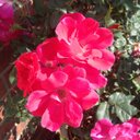 Melissa Ladner - @burlocklm - Twitter