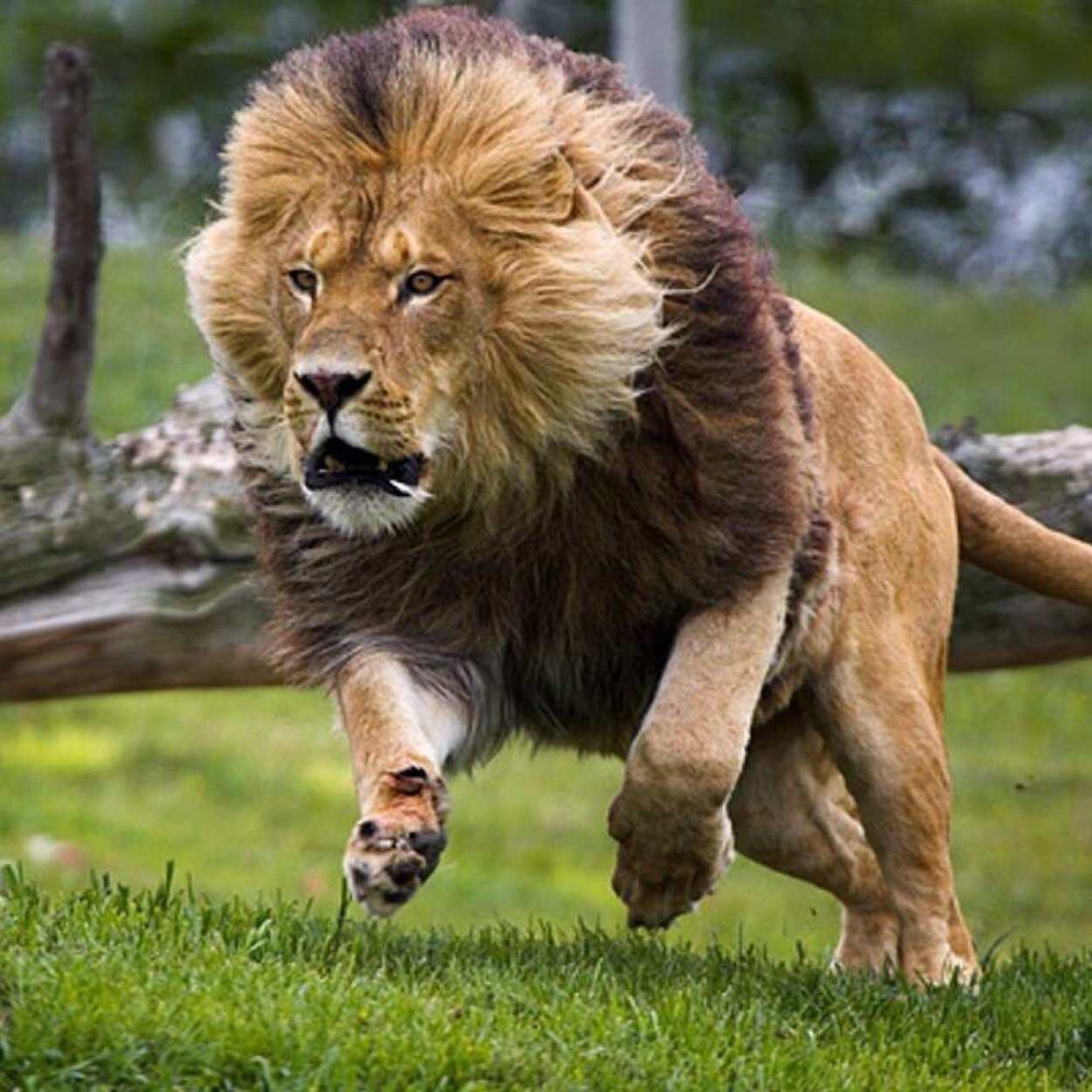 Abogado, opositor en resistencia, padre y fan de los gloriosos Leones del Caracas.
