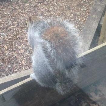 I'm a Squirrel living on the Heritage Wood Yard, I spend my days eating nuts, annoying the staff and waving at customers, tweet me if you spot me @heritage_prod