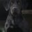 goosecaller44's profile image