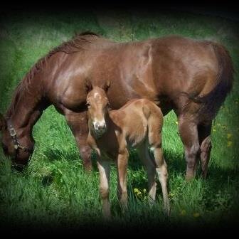 Dream Big Horse Farms LLC