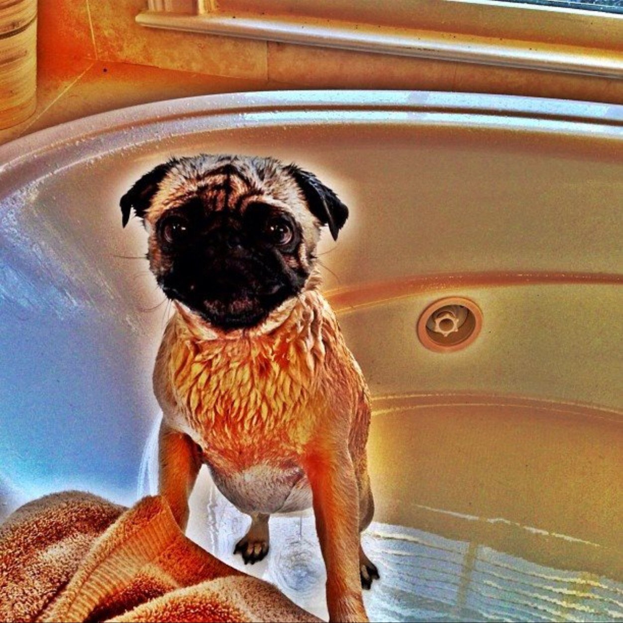 Moe_the_pug's profile picture. 3 years young. Survivor of a liver shunt. Favorites: Greenies, Fuzzy Toys, Eating, Tug-of-War, The Park, Walks, Laps, My Mom @_KatherineDean. IG:@Moe_The_Pug.