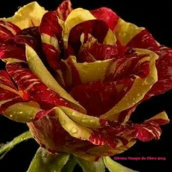 toticua's profile picture. Catalana  i molt identificada amb el meu Pais