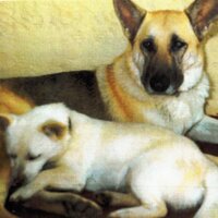 Seema (@sablespetcare) 's Twitter Profile