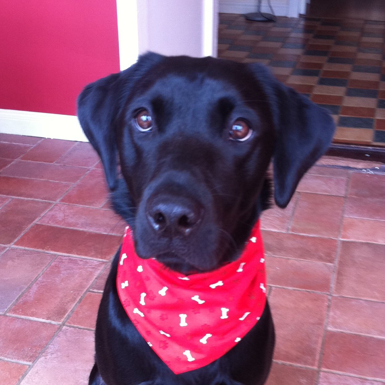Im a 7 year old labrador. I have a very cheeky little sister Millie and two human puppy sister who I secretly love don't tell mummy though.