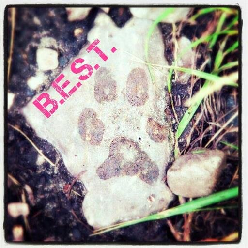 Educacio_Canina's profile picture. Educadors canins en positiu i Etologia.