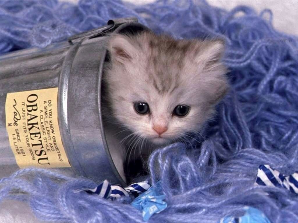 cat lover 3