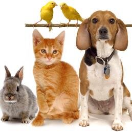 Pets TV Show!