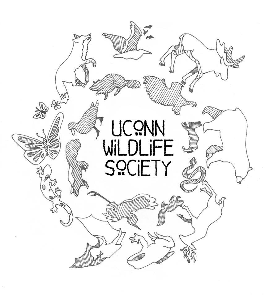 UCONN Chapter of The Wildlife Society. Bringing you conservation news and opportunities. Reporting Live from Storrs.