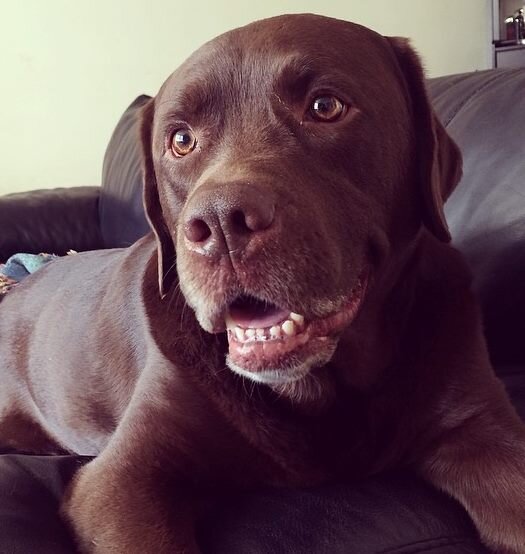 ohhai i am ozzy i am a dog