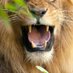 Abelino Carranza Mol (@abelinomol) Twitter profile photo