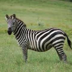 ThatZebraGuy's profile picture. ...