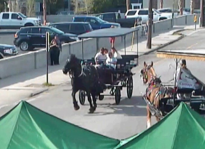 I shoulda been a race horse. Free the Market Street Horse!
