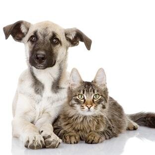 AmoPetFood's profile picture. le respect de nos compagnons avec une alimentation saine et cela sans se ruiner. Oui c'est possible