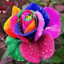 Rosa Bender - @RosaBender2 - Twitter