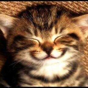 madfloridian's profile picture. Retired teacher. Independent thinker and voter. #InspiredbyBernie  Tired of Dem party and media choosing our candidates for us.  #Supportpublicschools.