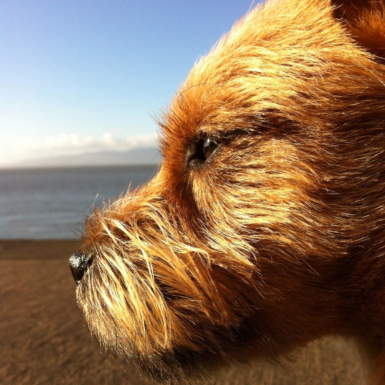 Border Lakeland : named Murray, “most walked dog in the town”, apparently !, heart of the family & inspiration for fictional @MurrayTerriers & @weareMZY