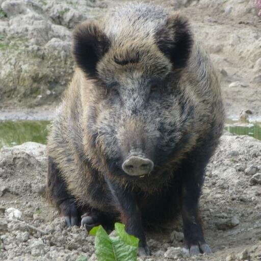 FranceSanglier's profile picture. 